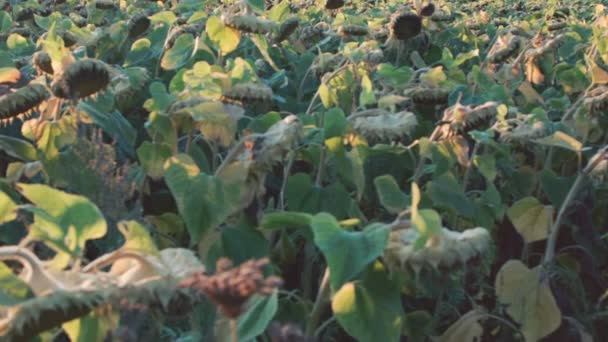 Breed veld met rijpe zonnebloemen — Stockvideo