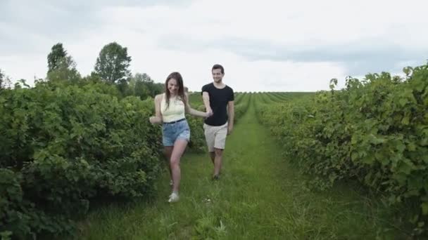 Υπέροχο ζευγάρι περπατά ανάμεσα σε φυτεία φραγκοστάφυλων, ανατροπές στα χέρια — Αρχείο Βίντεο
