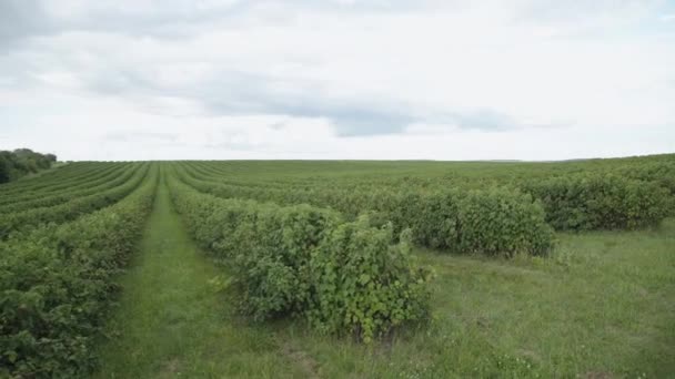 Utsikt över stora gröna vinbär plantage — Stockvideo