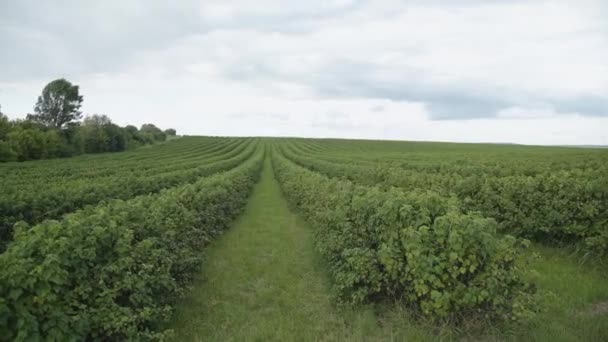 Вид на огромную растущую плантацию зеленой смородины — стоковое видео