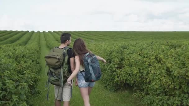 Happy couple walks with rucksacks, kisses and watching on currant plantation. 4K — Stock Video