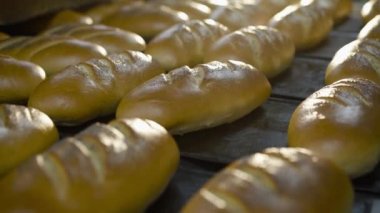 Taze buğday somunlarının arka planında ekmek fabrikasındaki siyah tepsiler üretiliyor.