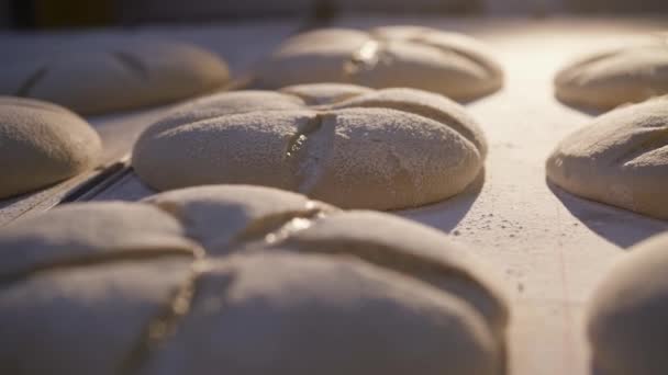 Свіжоспечений круглий хліб смачного хліба на піддоні під світлом на хлібопекарській фабриці — стокове відео
