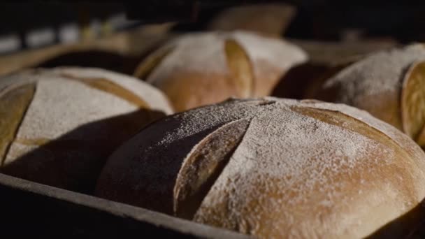 Dicht zicht op dienblad met vers gebakken broden rogge rond brood met zemelen — Stockvideo