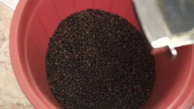 Profesyonel kahve makinesinden kaseye düşen kahve çekirdekleri.