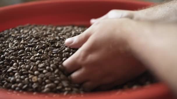 Человеческие руки, принимая кофейные зерна в ладони для проверки качества — стоковое видео