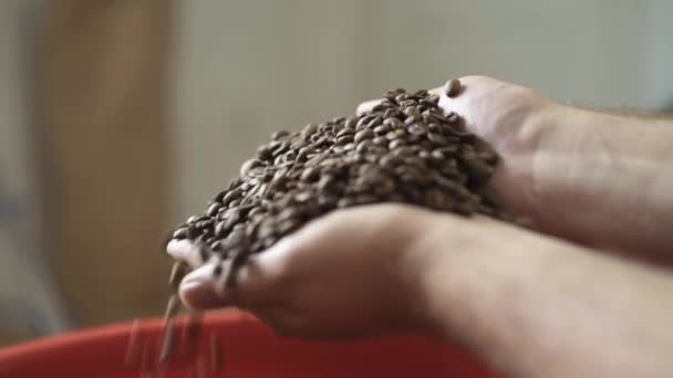 Человеческие руки, принимая кофейные зерна в ладони для проверки качества — стоковое видео