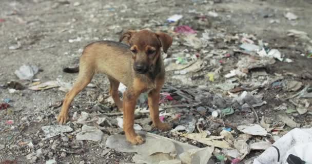 Вид голодного бездомного щенка, бродящего по свалке — стоковое видео