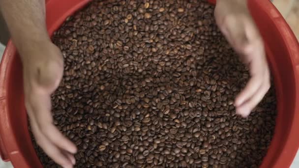 Mãos humanas levando grãos de café na palma da mão para verificar a qualidade — Vídeo de Stock