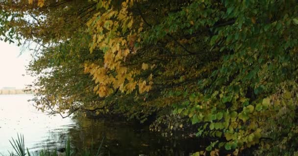 Prachtig uitzicht op levendige kleurrijke bomen boven de kalme rivier — Stockvideo