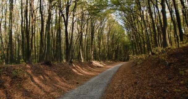 Фон осеннего леса с древесным туннелем над дорожкой — стоковое видео
