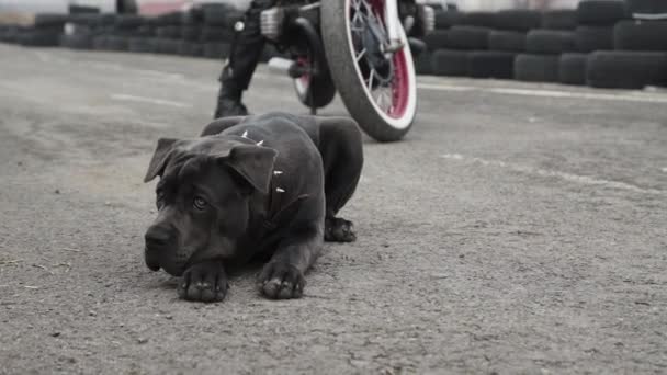 Nézet aranyos kis bulldog feküdt az úton a motorkerékpár, és félrenéz — Stock videók