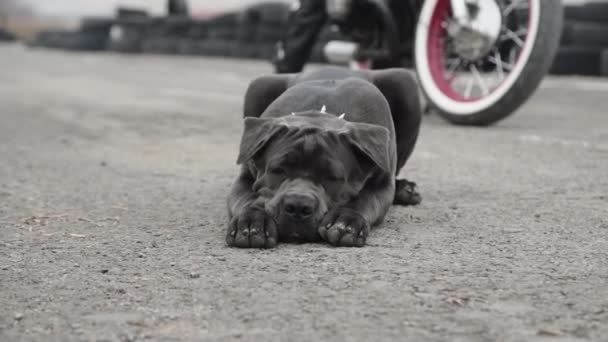 Veduta del piccolo bulldog carino sdraiato sulla strada davanti alla macchina fotografica vicino alla moto — Video Stock