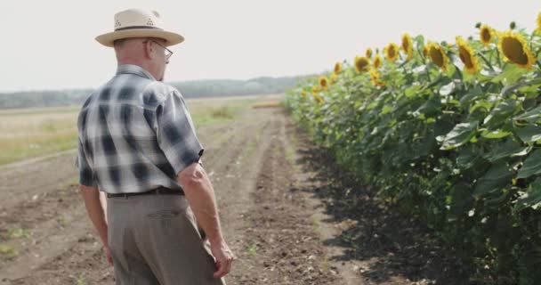 Elegante senior boer die op zonnige dag het zonnebloemenveld bekijkt — Stockvideo