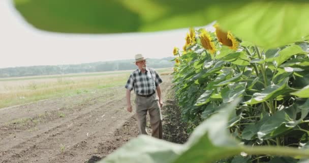 De senior boer loopt en onderzoekt het zonnebloemveld op zonnige dag — Stockvideo