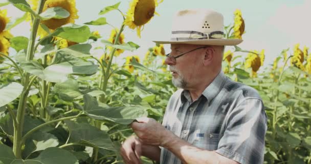 Близько старшого фермера в капелюсі і окулярах, що вивчають соняшники в полі — стокове відео