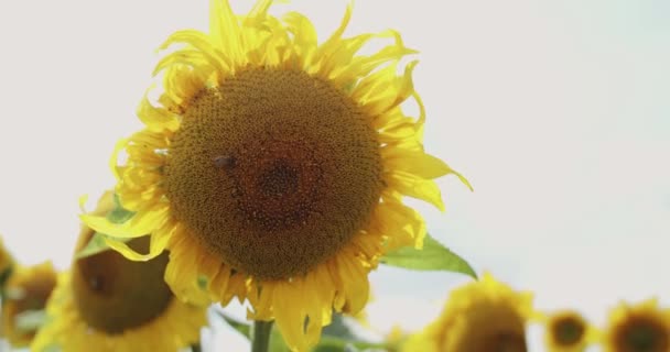 Close view van bloeiende zonnebloem met bij op camera op heldere hemel achtergrond — Stockvideo
