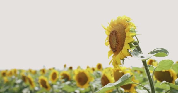 Belle vue de tournesols en fleurs dans le champ sur fond de ciel lumineux — Video