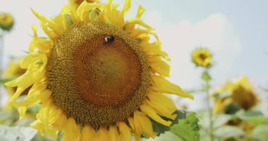 Rüzgarın yakın görüntüsü, çiçek açan ayçiçeği ve parlak gökyüzü arka planında bir arı