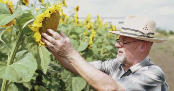 De senior boer met hoed en bril die de zonnebloemen onderzoekt bloeien in het veld — Stockvideo