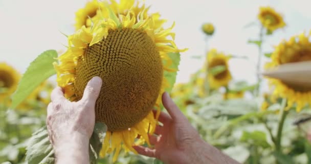 Vue rapprochée des mains des agriculteurs âgés examinant le tournesol fleur jaune — Video