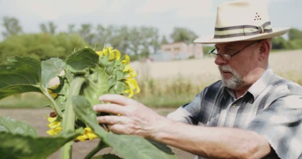 Bonden undersöker solrosor blommar, tittar på den ljusa himlen och ler — Stockvideo