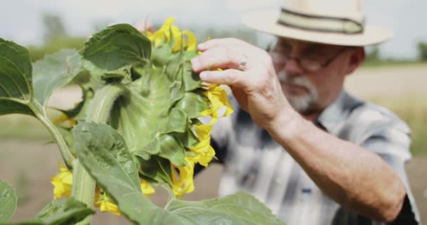 Jordbrukare undersöker blommande solros i fält, tittar på himlen och gläds — Stockvideo