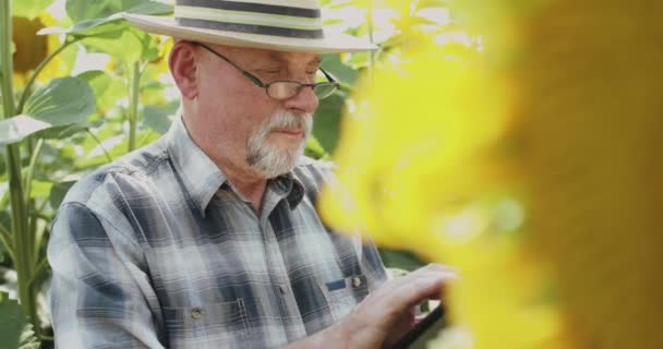 Fermier âgé dans des lunettes et chapeau à l'aide de comprimés lors de l'examen de fleurs de tournesol — Video