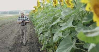 Ayçiçeğini incelerken şapkalı kıdemli çiftçi tablet üzerinde yürüyor ve daktilo yazıyor.