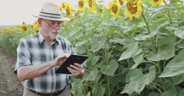 Fermier âgé en chapeau examinant tournesols fleurissent dans le champ et dactylographier sur tablette — Video