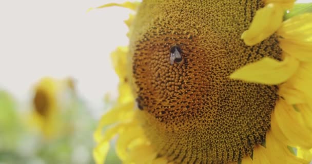Hermosa vista de cerca de girasol amarillo con abejas voladoras en él en la cámara — Vídeos de Stock