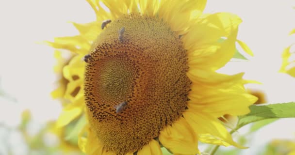 Girassol amarelo bonito com abelhas voadoras na câmera no fundo do céu ensolarado — Vídeo de Stock