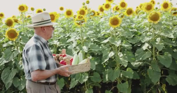 Agricultor sênior mantém uma caixa com vegetais frescos e caminha no campo de girassol — Vídeo de Stock