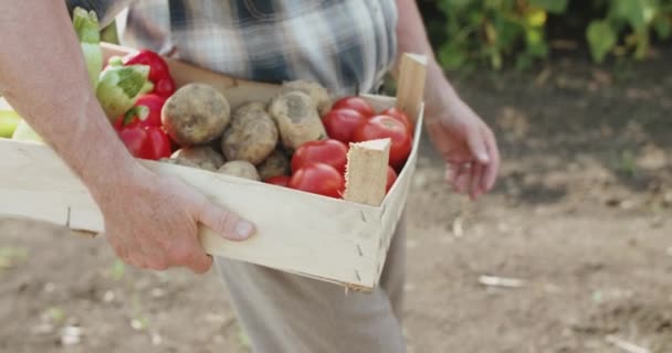 Sluiten boeren hand draagt een krat met verse groenten op zonnebloemveld — Stockvideo