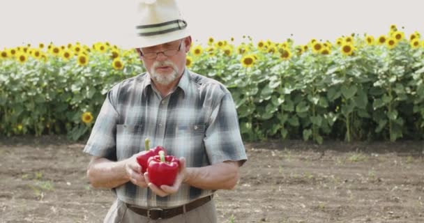 Счастливый старший фермер в шляпе в очках показывает красный перец на камеру в поле — стоковое видео