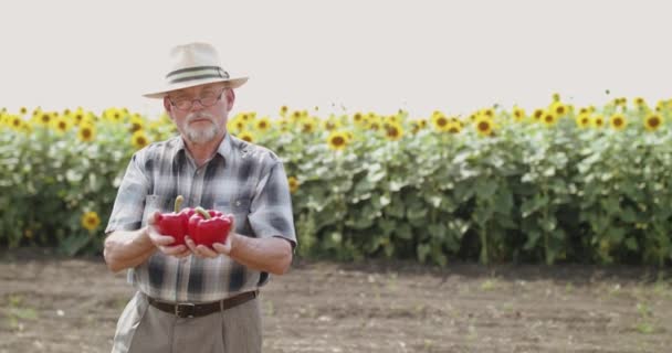 Портрет счастливого старшего фермера показывает два красных перца перед камерой на подсолнухах — стоковое видео