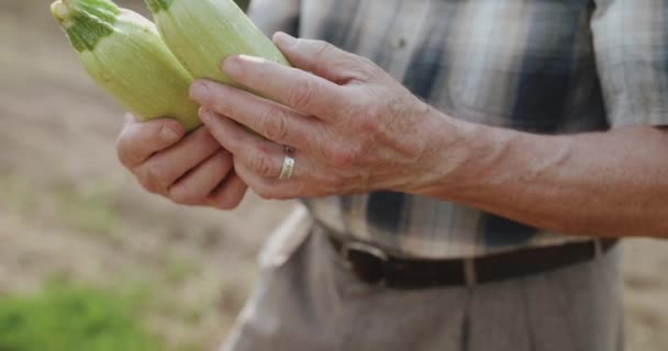 Sluiten senior boeren handen tonen twee courgettes op camera in het veld — Stockvideo