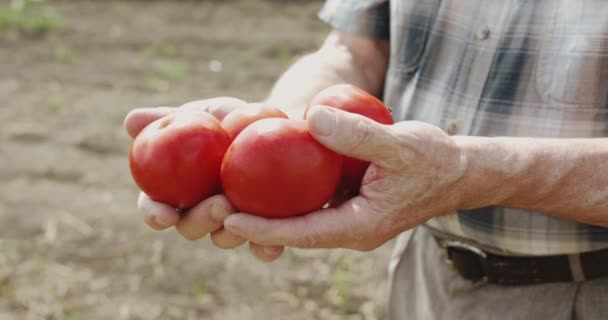 Cerrar agricultor senior muestra tomates rojos en las manos en la cámara en el campo — Vídeos de Stock