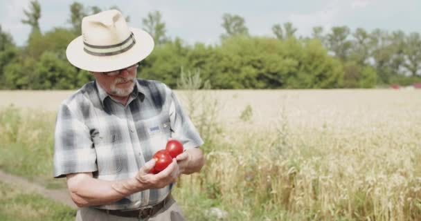 Kıdemli çiftçi buğday tarlasında elinde kırmızı domateslere hayran. — Stok video