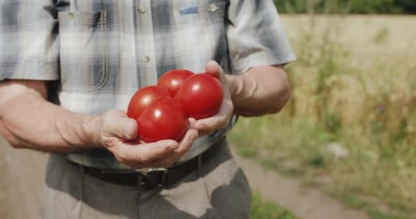 Close widok świeżych czerwonych pomidorów w męskich rękach w kamerze w terenie — Wideo stockowe