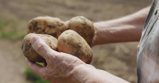 Visão aproximada de batatas jovens em mãos masculinas idosas na câmera no campo — Vídeo de Stock