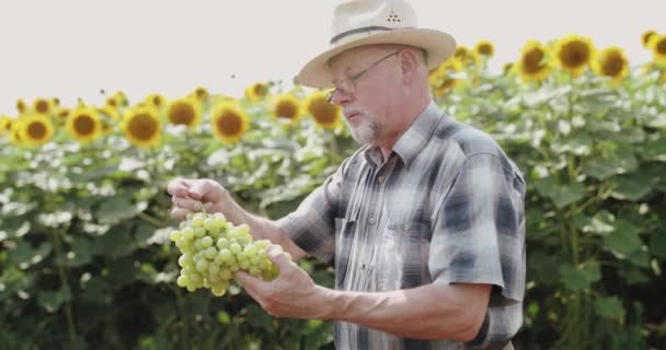 Bauer blickt in den Himmel und freut sich mit reifer Traube in der Hand über Sonnenblume — Stockvideo