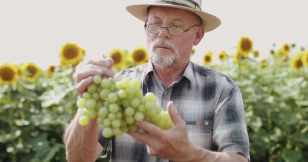 Çiftçi, ayçiçeklerinin olduğu güneşli tarlada hasat yapılan üzüm dalına hayran. — Stok video