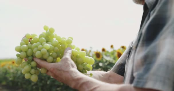 Zöld szőlő ág gazdák kezében a háttérben az ég és a napraforgó — Stock videók