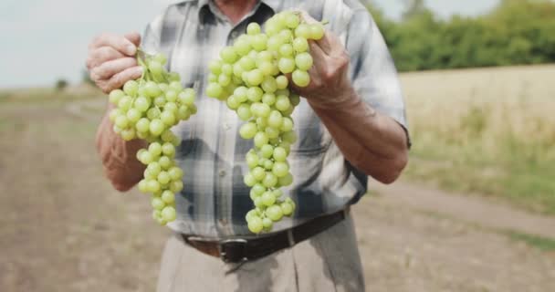 畑のカメラに熟した緑のブドウの枝を示す農家の手 — ストック動画