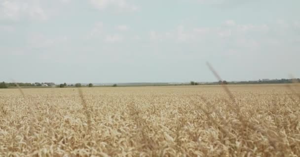 Fondo del horizonte del cielo y vibrante campo de trigo dorado y maduro — Vídeo de stock