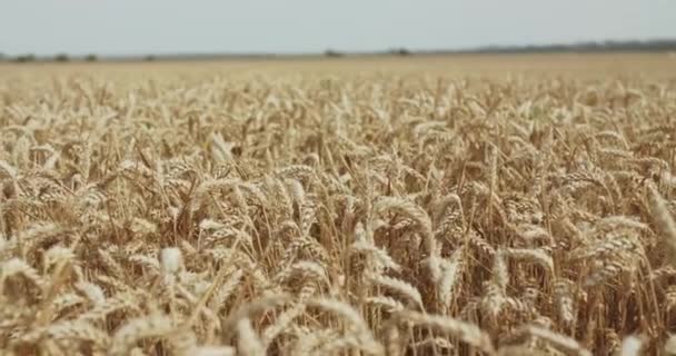 Fondo de amplio campo de trigo vibrante, dorado y maduro — Vídeos de Stock