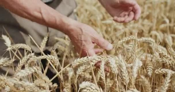 Крепкие руки пожилых фермеров касаются спелых колосьев пшеницы в поле — стоковое видео