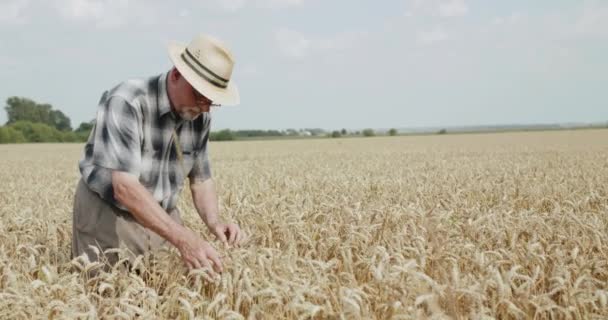 シニア農家で帽子のタッチとチェック熟した小麦スパイクで広々としたフィールド — ストック動画