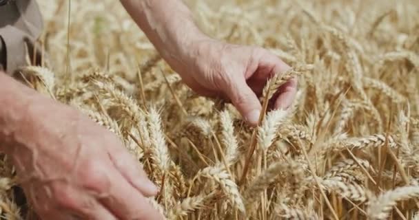 Macro elderly farmers hands caresses ripe wheat spikes in field — Stock Video